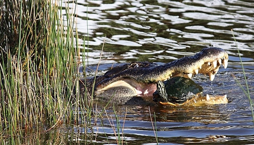 Gator eating turtle Gator